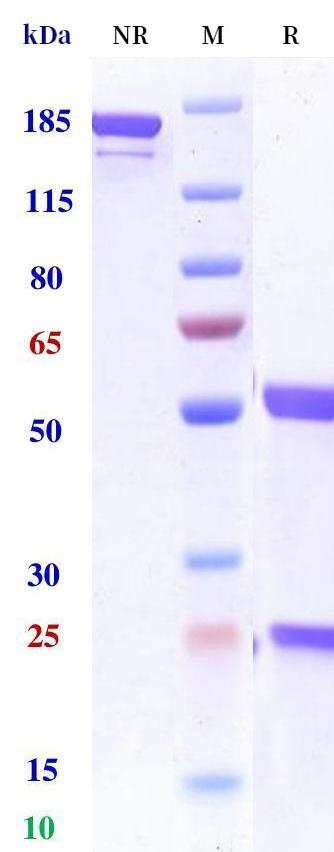 0 - Anti-Complement C2 Reference Antibody (Empasiprubart) APR11226
