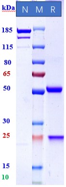 0 - Anti-HIV-1 Reference Antibody (Elipovimab) APR11227