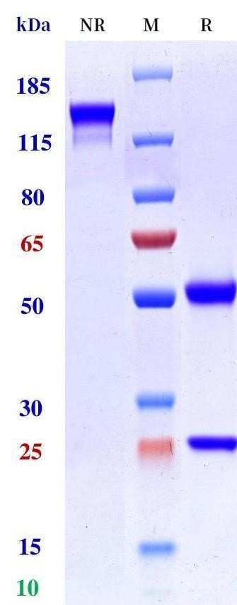 0 - Anti-SA ClfA Reference Antibody (Tefibazumab) APR11228