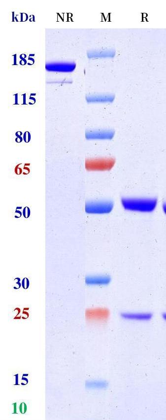 0 - Anti-TIGIT / VSIG9 / VSTM3 Reference Antibody (Dargistotug) APR11229