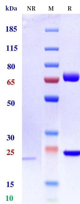 0 - Anti-BSG2 / CD147 / EMMPRIN Reference Antibody (Ziralimumab) APR11230