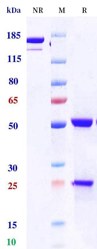 0 - Anti-B7-H3 / CD276 Reference Antibody (Ifinatamab) APR11231