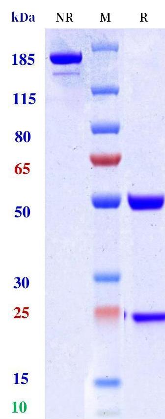 0 - Anti-IL-13Ra1 Reference Antibody (Eblasakimab) APR11232