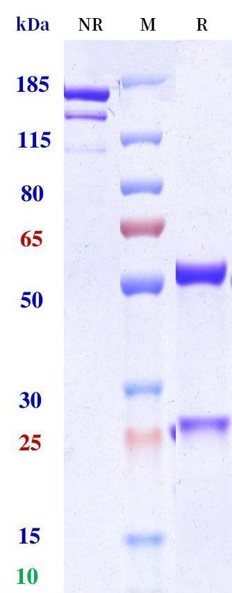 0 - Anti-OLR1 Reference Antibody (Golocdacimab) APR11233