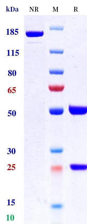 0 - Anti-LILRB4 / ILT3 / CD85k Reference Antibody (Rolistobart) APR11235