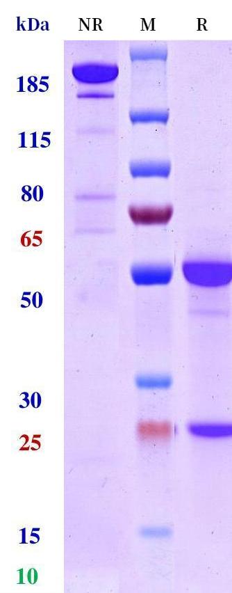 0 - Anti-RGMA Reference Antibody (Unasnemab) APR11236