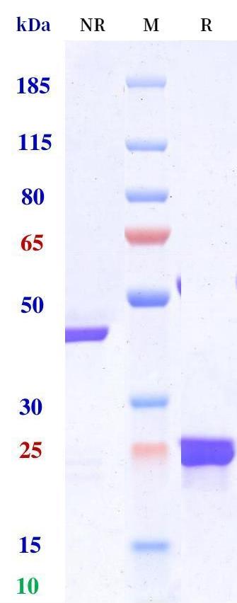 0 - Anti-TSLP Reference Antibody (Ecleralimab) APR11237