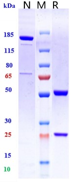 0 - Anti-IL-5 Reference Antibody (reslizumab) APR11238