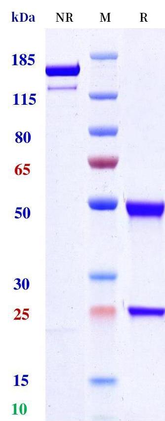 0 - Anti-TNFRSF8 / CD30 Reference Antibody (iratumumab) APR11239