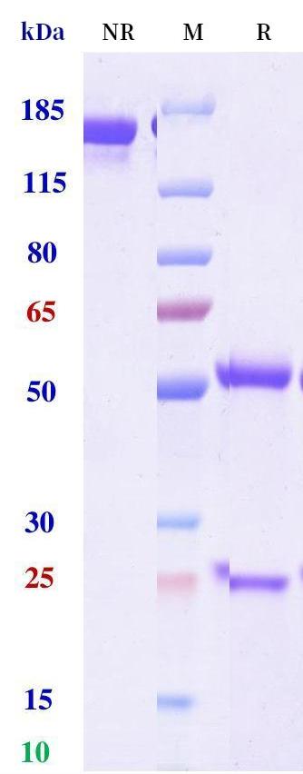 0 - Anti-EpCAM / TROP1 / CD326 Reference Antibody (edrecolomab) APR11240