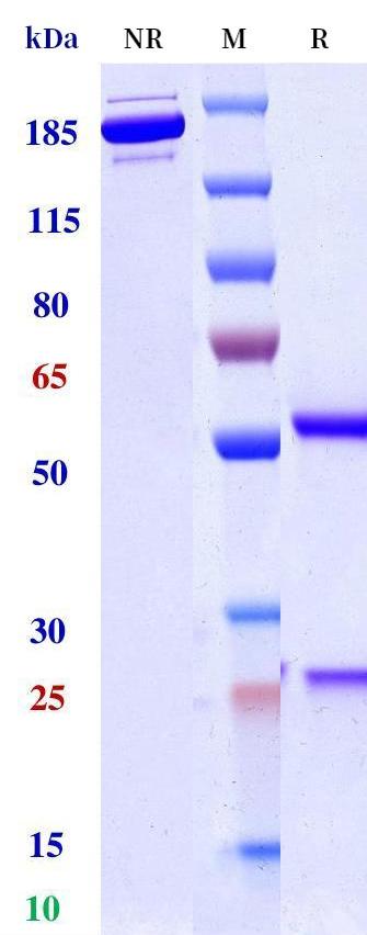 0 - Anti-CD28 Reference Antibody (TGN-1412) APR11241