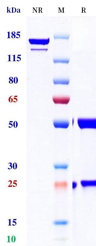 0 - Anti-IL-13 Reference Antibody (GSK-679586A) APR11242