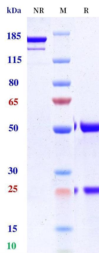 0 - Anti-CTLA-4 / CD152 Reference Antibody (botensilimab) APR11243