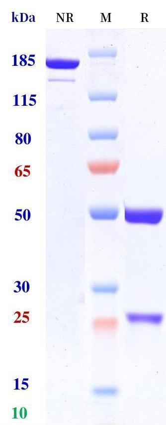 0 - Anti-c-Kit Reference Antibody (briquilimab) APR11244