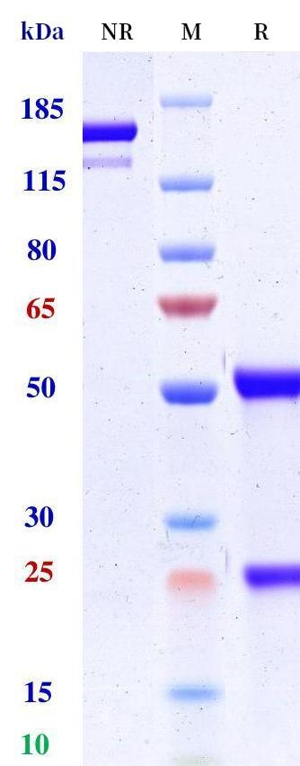 0 - Anti-TNFSF5 / CD40L / CD154 Reference Antibody (frexalimab) APR11245