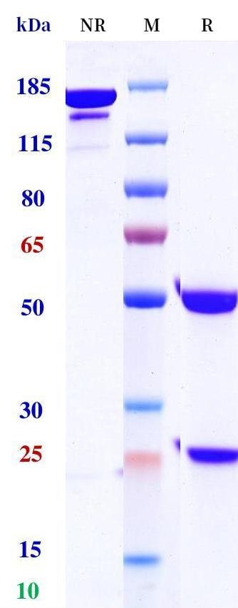 0 - Anti-CLDN18.2 Reference Antibody (osemitamab) APR11247