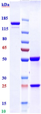 0 - Anti-HA Reference Antibody (gedivumab) APR11248