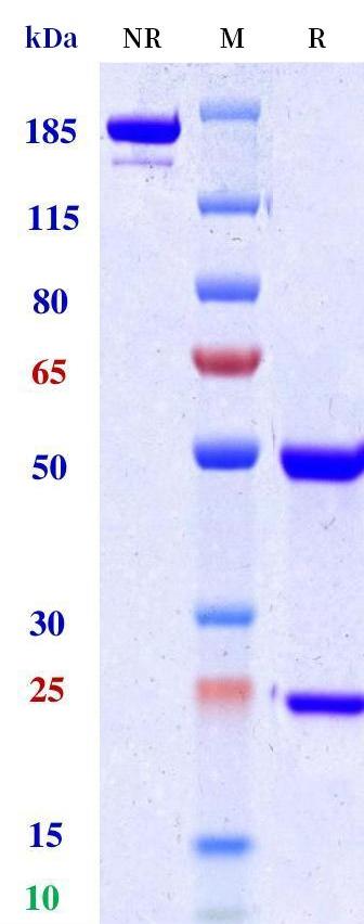 0 - Anti-TGFb1 Reference Antibody (Linavonkibart) APR11250