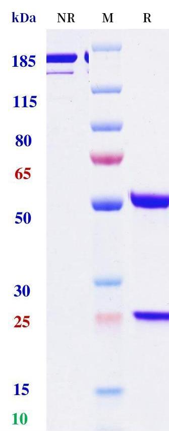 0 - Anti-TNFRSF9 / 4-1BB / CD137 Reference Antibody (Exlinkibart) APR11251