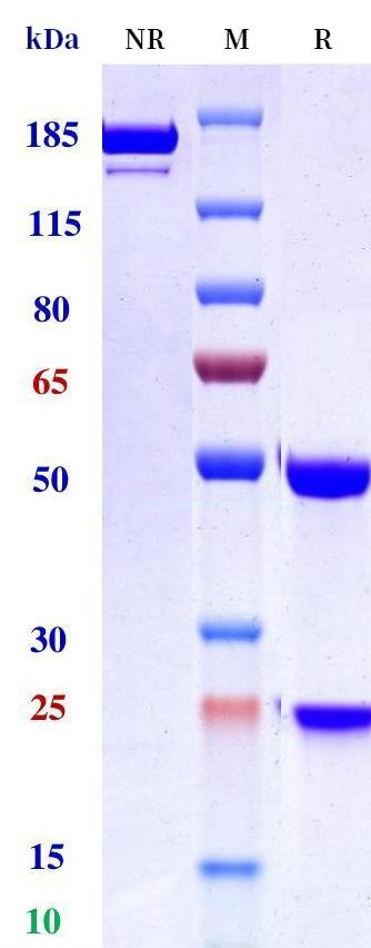 0 - Anti-IL-4Ra / CD124 Reference Antibody (Rademikibart) APR11252