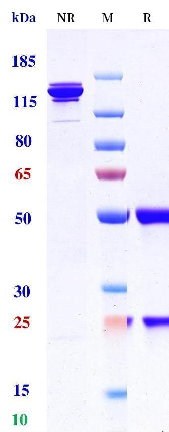 0 - Anti-Myostatin Reference Antibody (Domagrozumab) APR11253