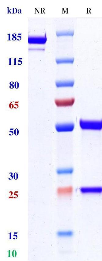 0 - Anti-TNFRSF9 / 4-1BB / CD137 Reference Antibody (Evunzekibart) APR11254