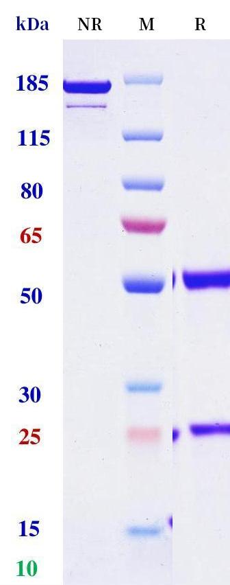 0 - Anti-IGF1R / CD221 Reference Antibody (Veligrotug) APR11255