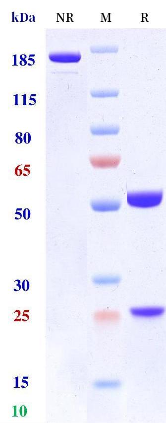 0 - Anti-TIGIT / VSIG9 / VSTM3 Reference Antibody (Tamgiblimab) APR11256