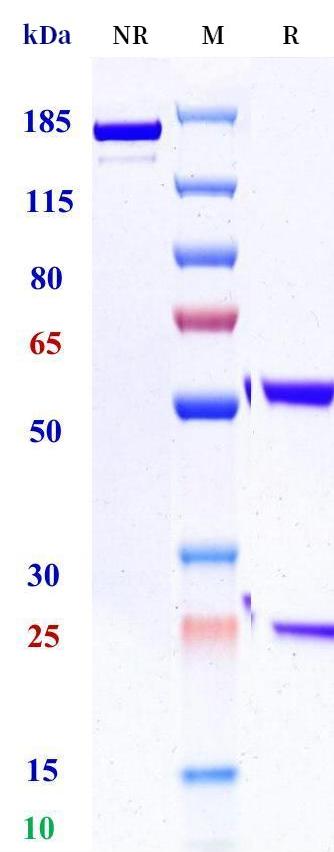 0 - Anti-LGR7 / RXFP-1 Reference Antibody (Forerunner patent anti-LGR7） APR11257