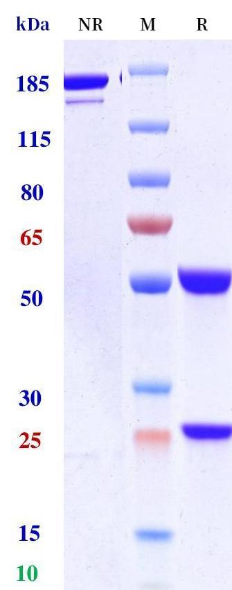 0 - Anti-IL-17 / IL-17A / CTLA-8  Reference Antibody (Gumokimab） APR11259