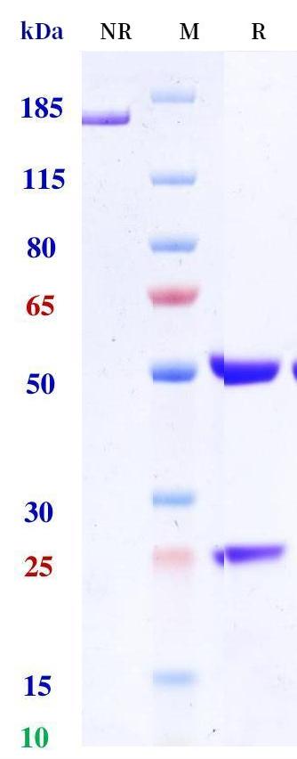 0 - Anti-IL-6 / IFNb2 Reference Antibody (Vamikibart） APR11260