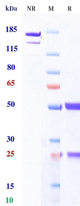 0 - Anti-HIV Reference Antibody (Zinlirvimab） APR11261
