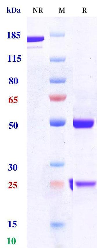 0 - Anti-LIF Reference Antibody (Falbikitug） APR11262