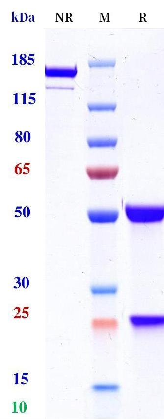 0 - Anti-IL-3Rb / CD131 Reference Antibody (Trabikibart） APR11263