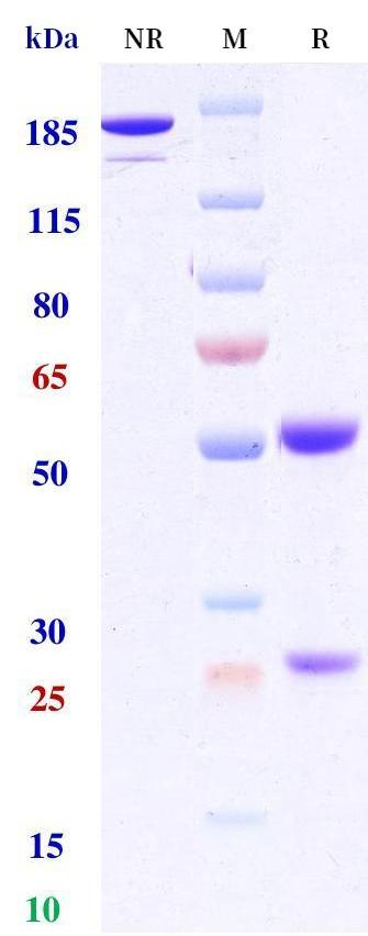 0 - Anti-HIV Reference Antibody (Suvizumab） APR11264