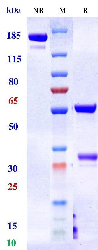 0 - Human TSHR Antibody (M22) APR11266