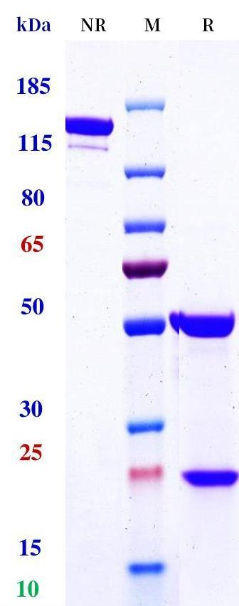 0 - Anti-CRLF2 Reference Antibody (Solrikitug) APR11267