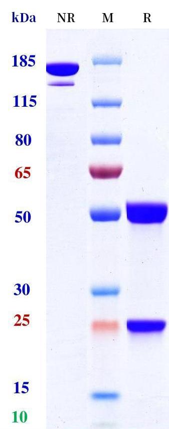 0 - Anti-ITGB6 Reference Antibody (Sigvotatug) APR11268