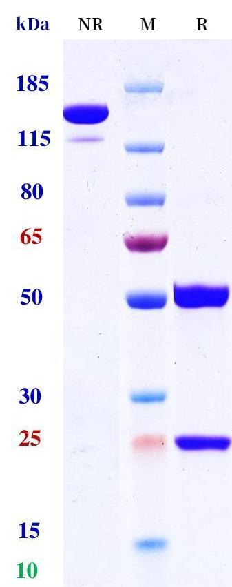 0 - Anti-CD22 Reference Antibody (Suciraslimab) APR11269