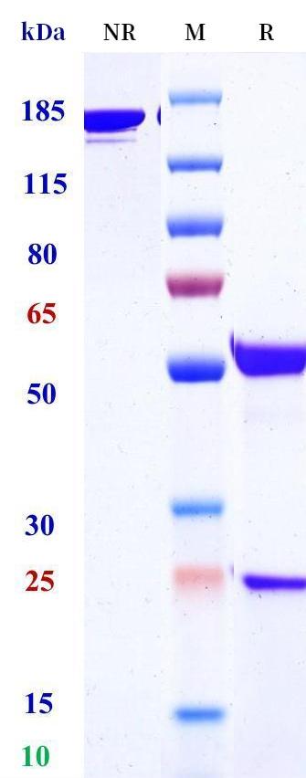 0 - Anti-ERBB1 / EGFR / HER1 Reference Antibody (Futuximab） APR11270