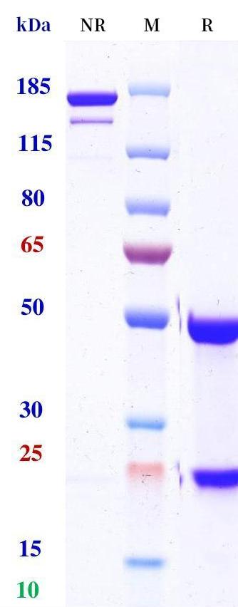 0 - Anti-SIRPa / CD172a Reference Antibody (Epacmarstobart） APR11272