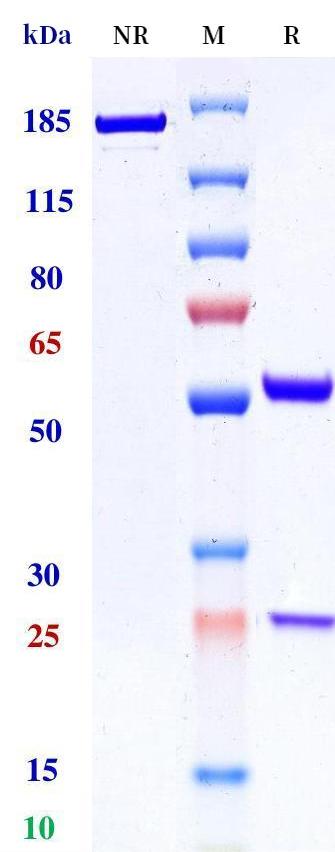 0 - Anti-TRBV9 Reference Antibody (Seniprutug) APR11273