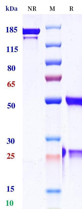 0 - Anti-CD200R Reference Antibody (Ucenprubart) APR11274