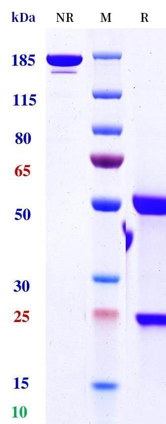 0 - Anti-FOLR1 / FRA Reference Antibody (Rinatabart) APR11275