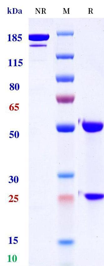 0 - Anti-CLDN1 Reference Antibody (Eclutatug) APR11276