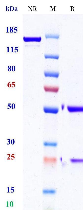 0 - Anti-CD8 Reference Antibody (crefmirlimab) APR11277