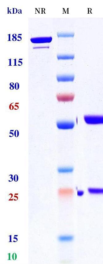 0 - Anti-DLL3 Reference Antibody (FZ-A038) APR11278