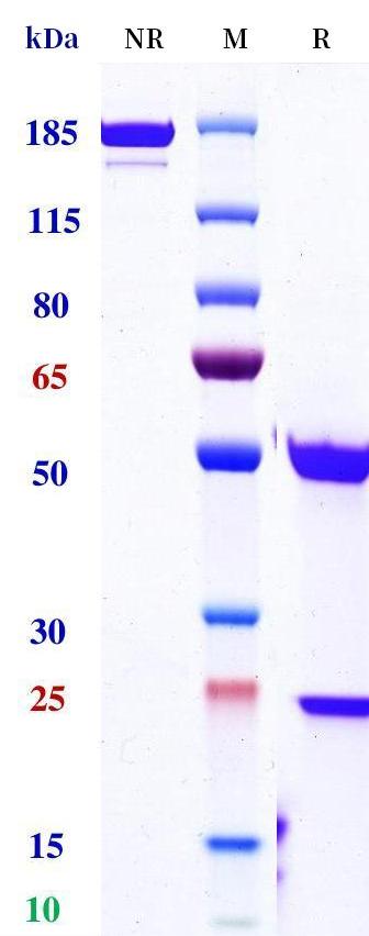 0 - Anti-B7-H3 / CD276 Reference Antibody (7MW3711) APR11279