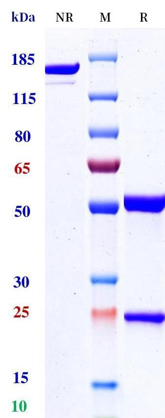 0 - Anti-B7-H3 / CD276 Reference Antibody (HS-20093) APR11280