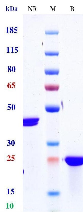 0 - Anti-TfR / CD71 Reference Antibody (Zeleciment) APR11281